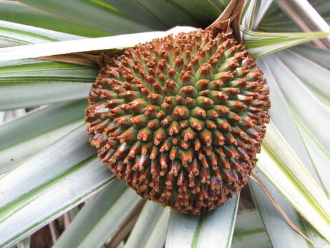 Pandanus vandermeeschii Balf. fil. resmi