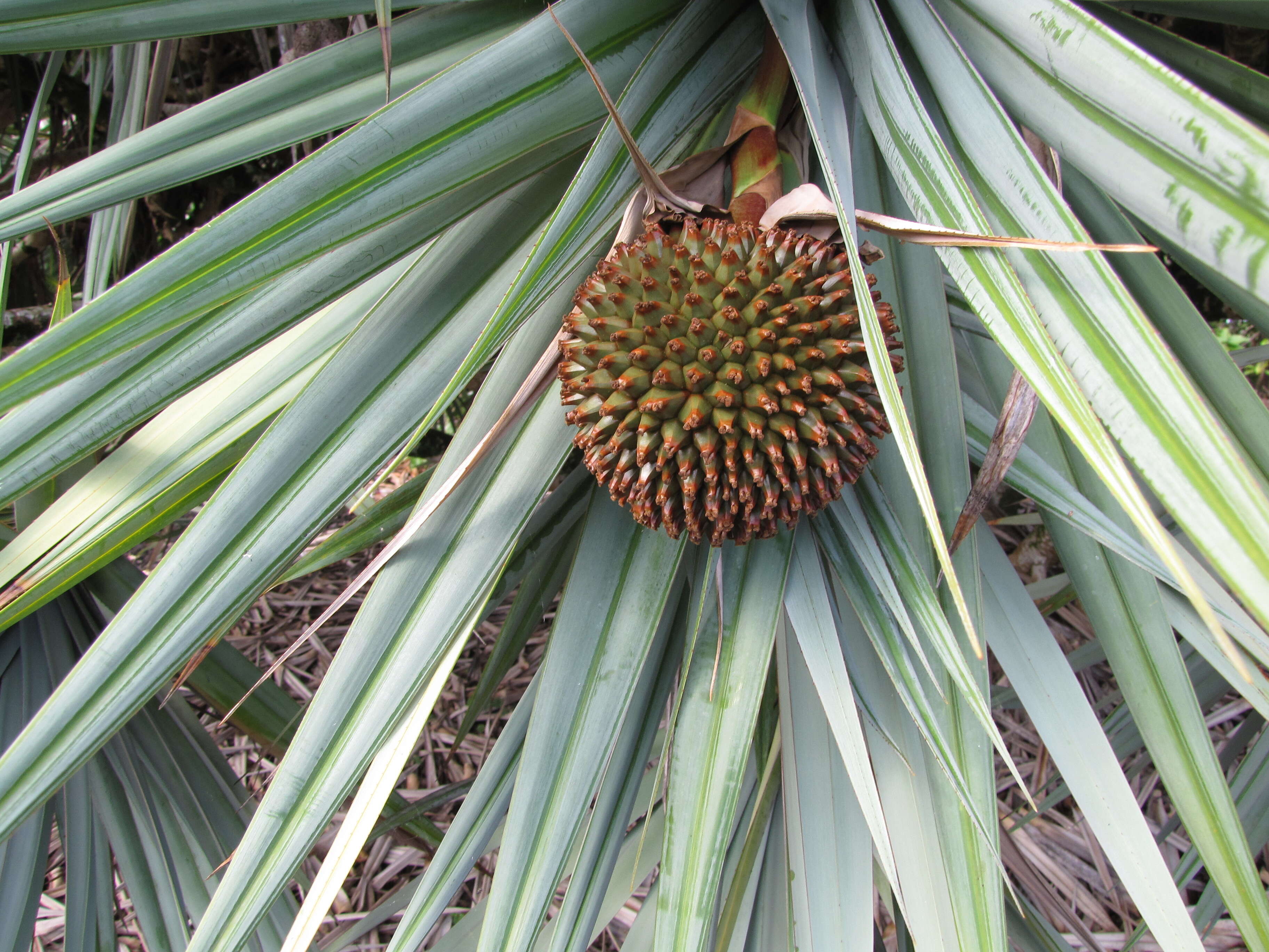 Image of Pandanus vandermeeschii Balf. fil.