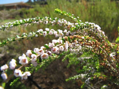 Image of Thryptomene