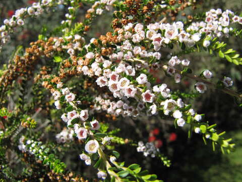 Image of Thryptomene