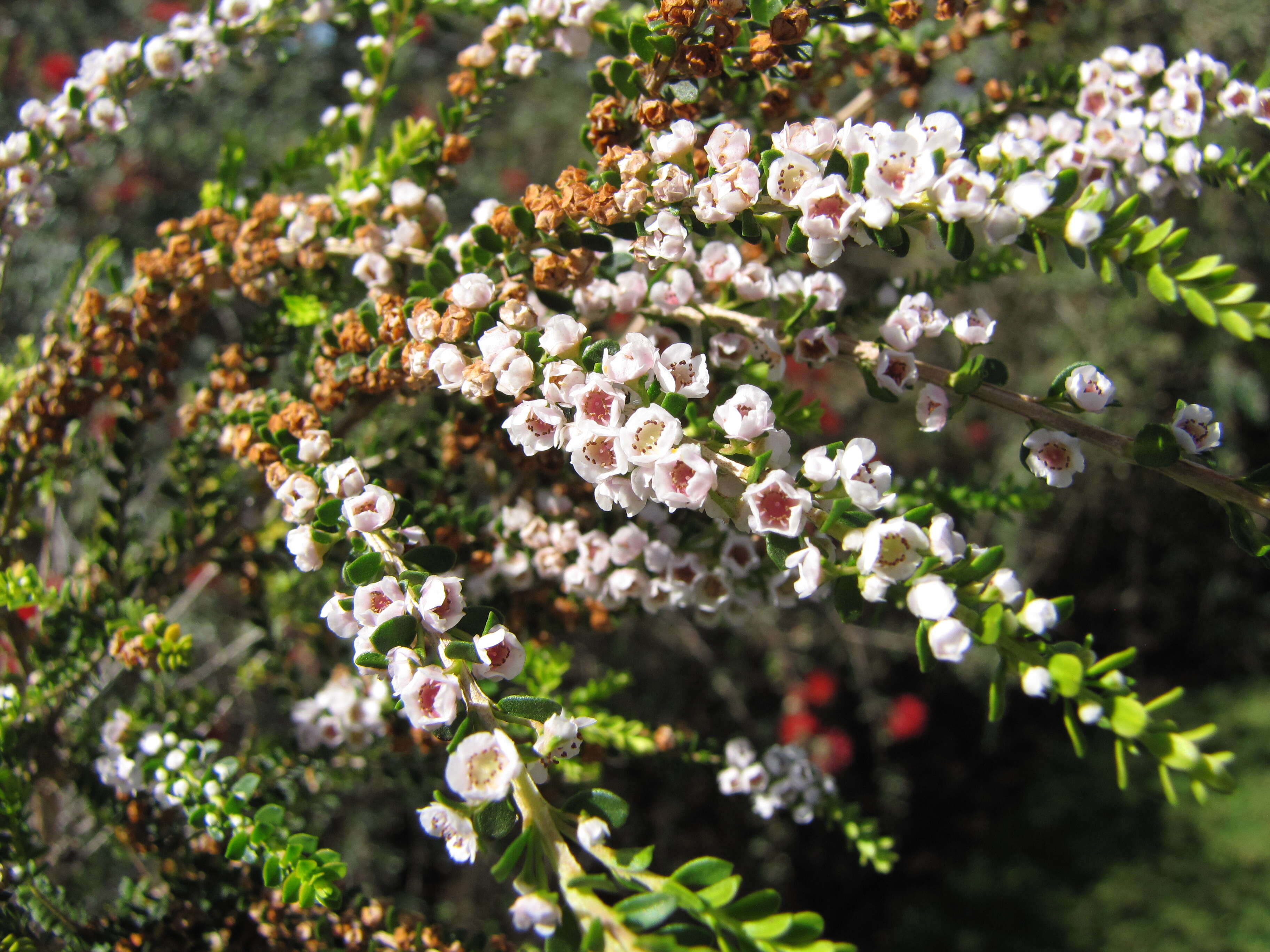 Sivun Thryptomene saxicola (A. Cunn. ex Hook.) Schauer kuva