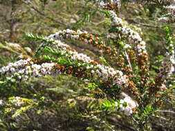 Sivun Thryptomene saxicola (A. Cunn. ex Hook.) Schauer kuva