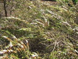 Sivun Thryptomene saxicola (A. Cunn. ex Hook.) Schauer kuva