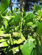 Image of notched cowpea