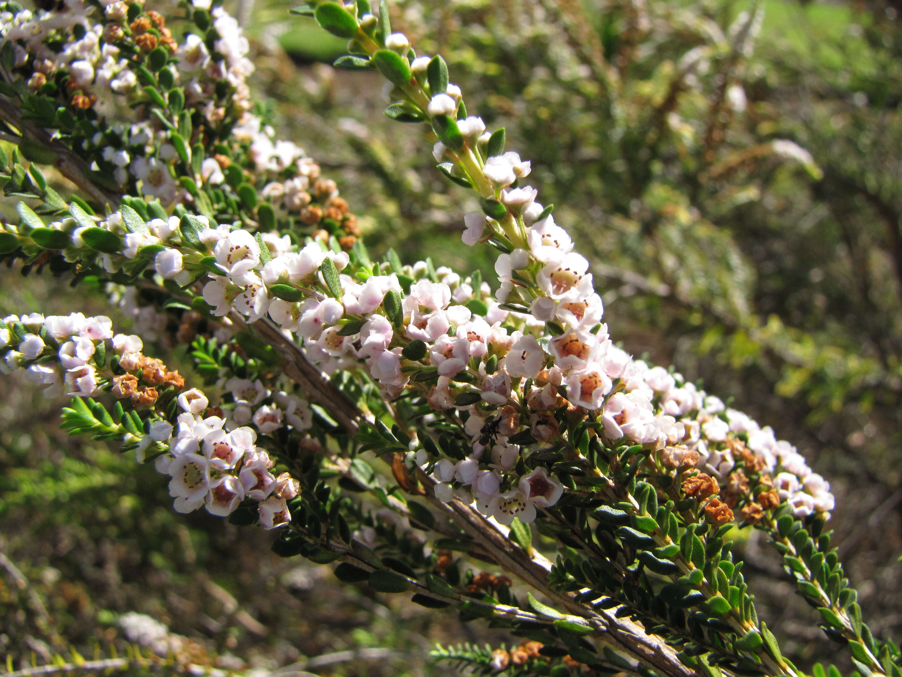 Sivun Thryptomene saxicola (A. Cunn. ex Hook.) Schauer kuva