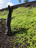 Image of wild leadwort