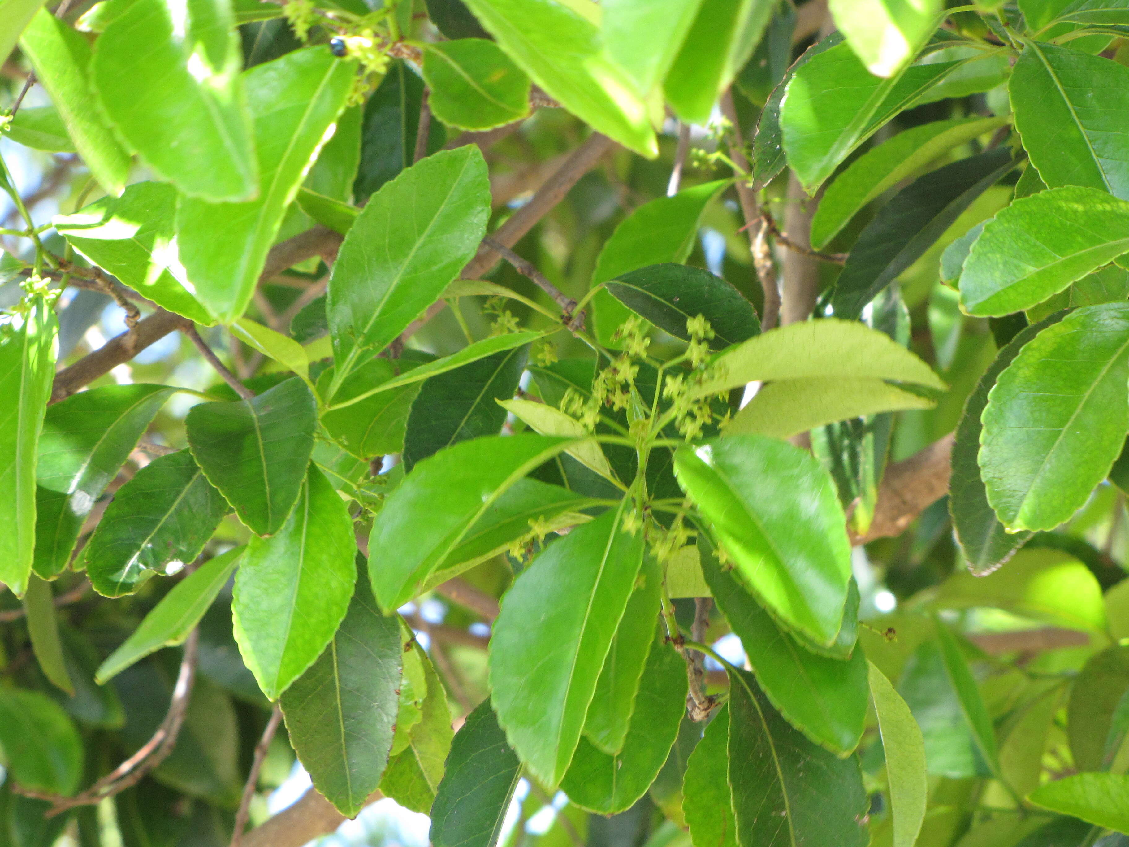 Image of Elaeodendron orientale Jacq