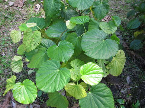 Слика од Piper umbellatum L.