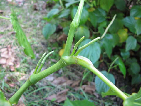 Слика од Piper umbellatum L.