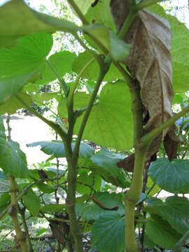 Слика од Piper umbellatum L.