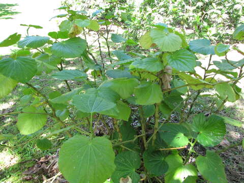 Слика од Piper umbellatum L.