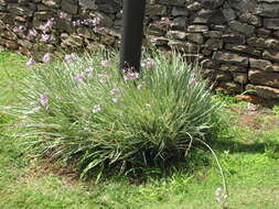 Tulbaghia violacea Harv. resmi