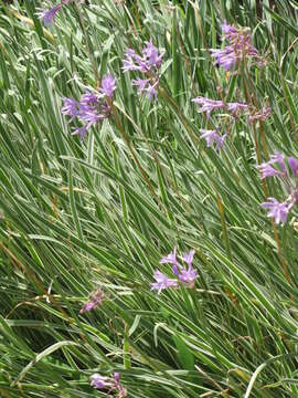 Tulbaghia violacea Harv. resmi