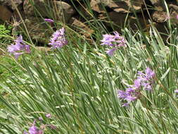 Tulbaghia violacea Harv. resmi