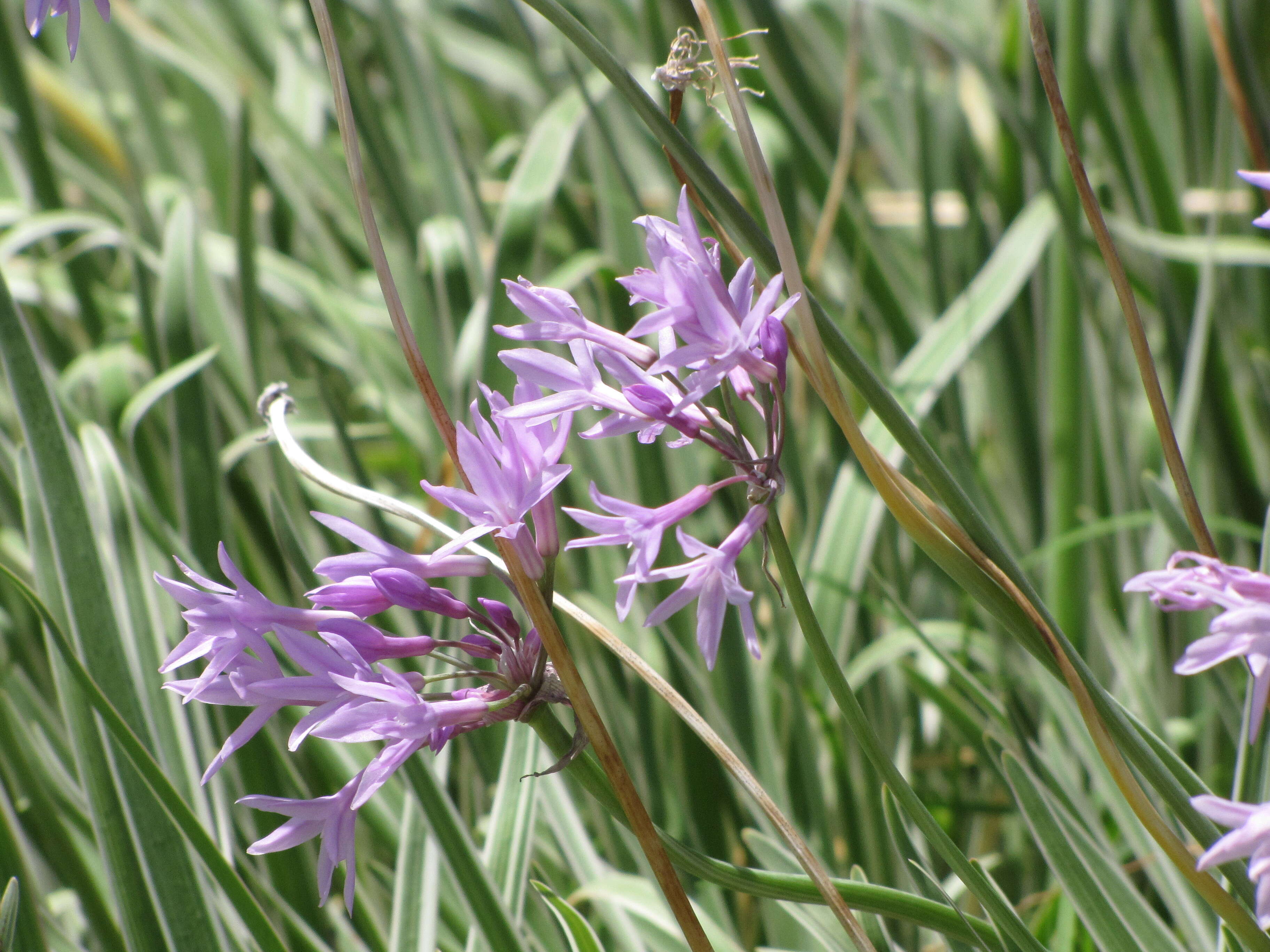 Tulbaghia violacea Harv. resmi