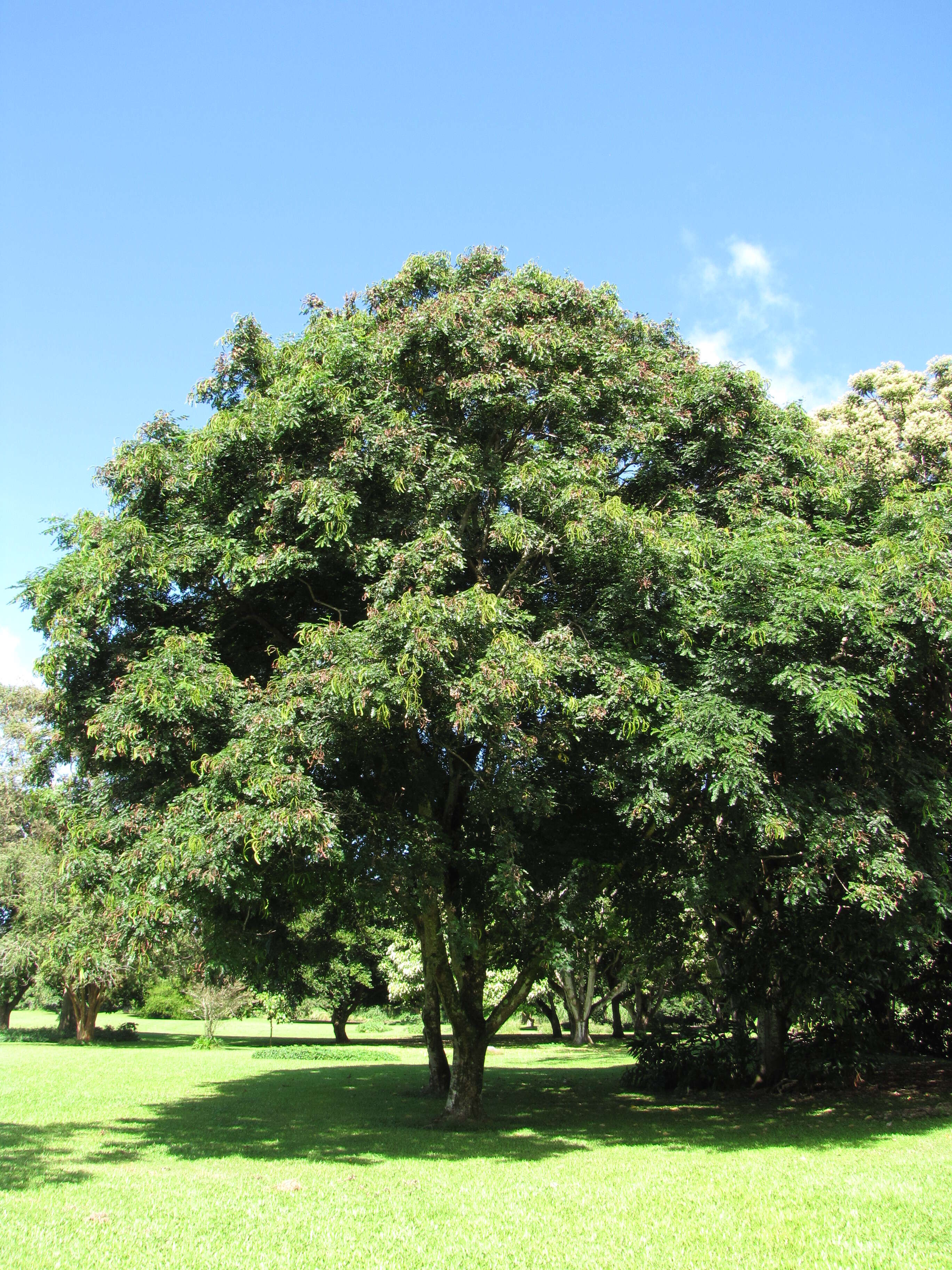 Image of beadtree