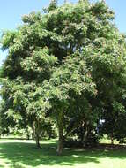 Image of beadtree