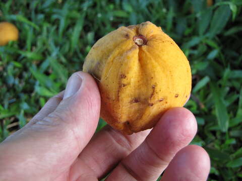 Image of Santol