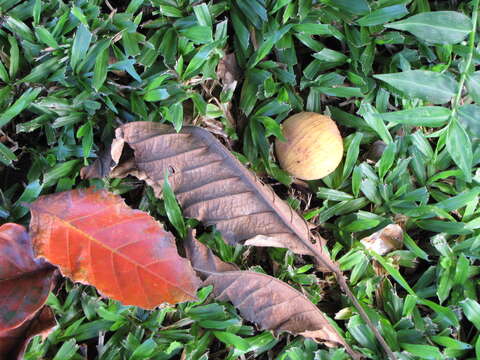 Image of Santol