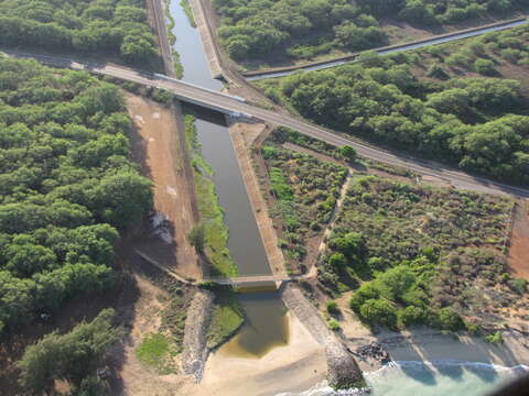 Image of coastal sandalwood