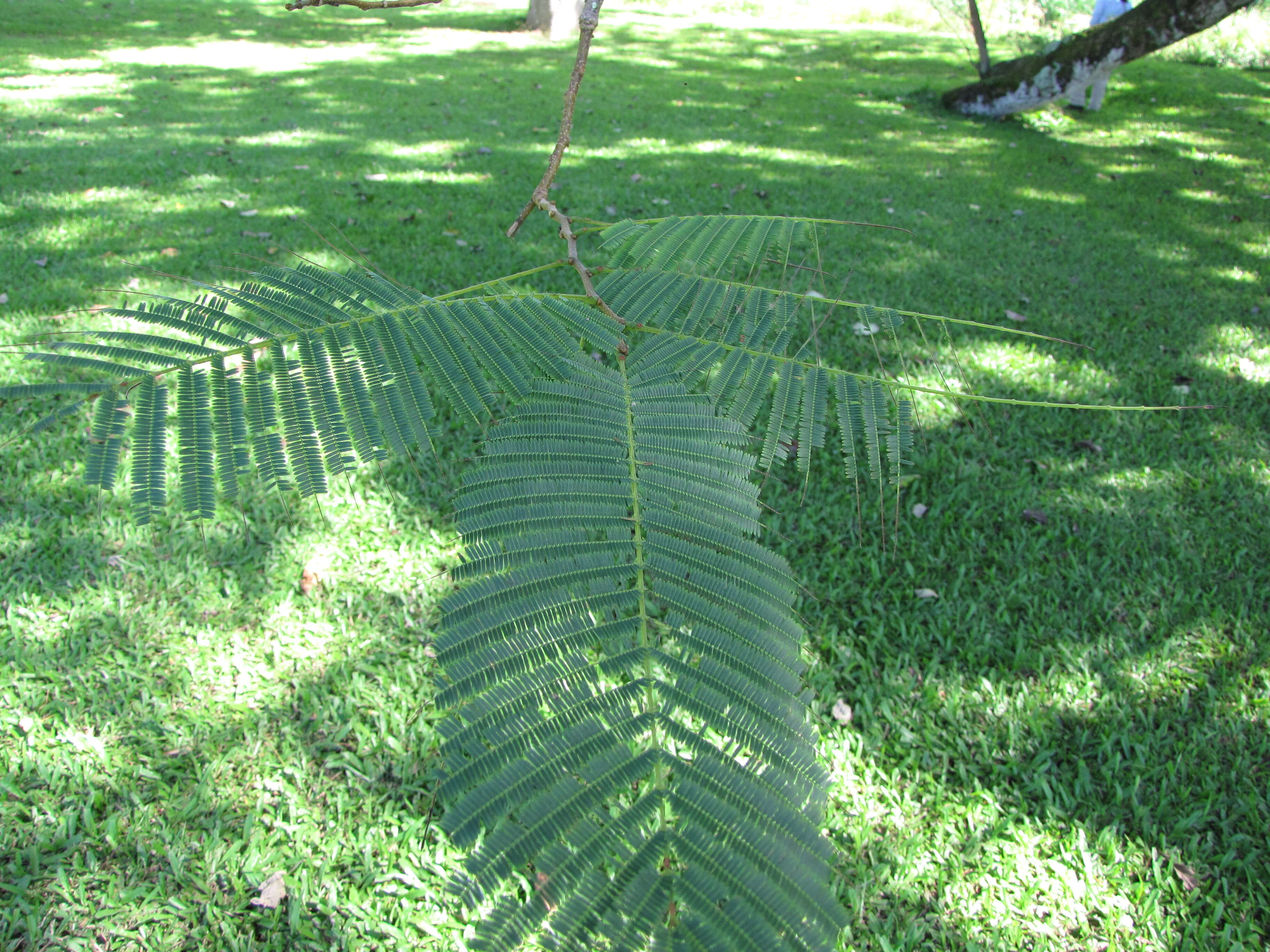 Plancia ëd Anadenanthera colubrina (Vell.) Brenan