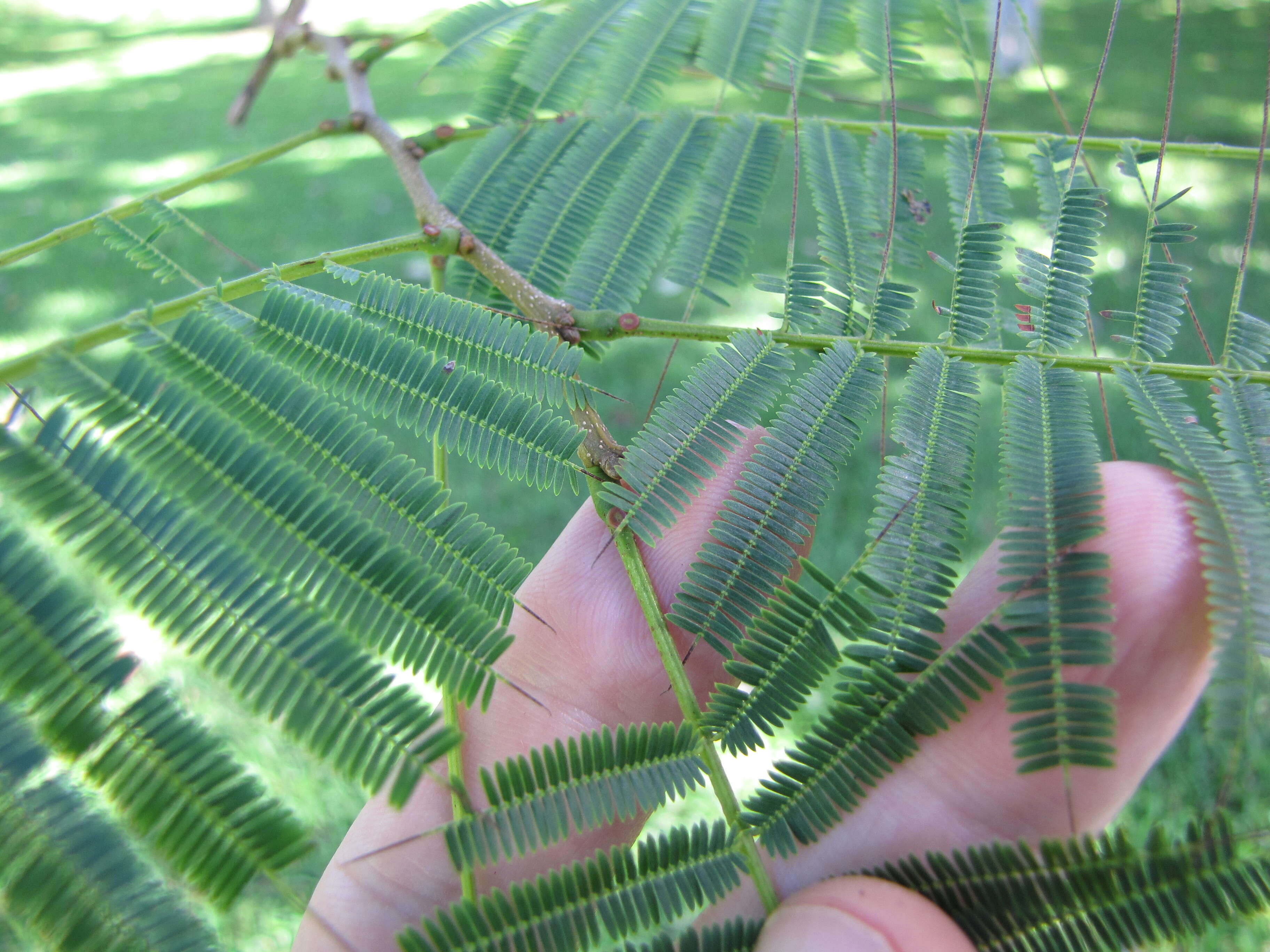 Plancia ëd Anadenanthera colubrina (Vell.) Brenan