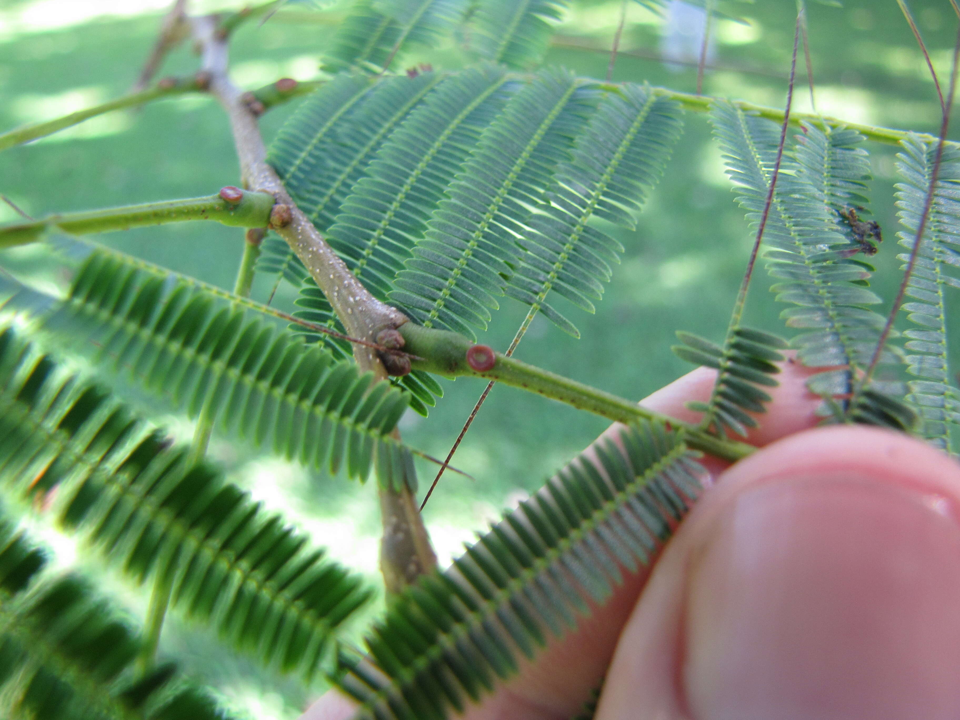 Plancia ëd Anadenanthera colubrina (Vell.) Brenan