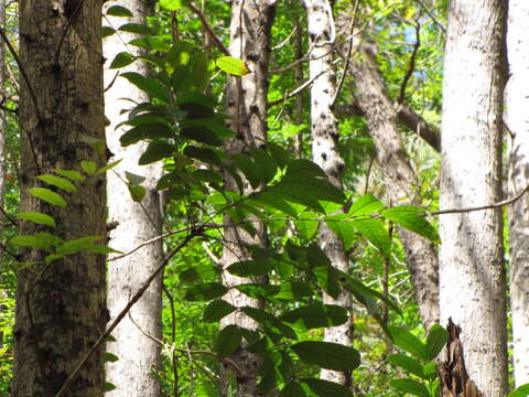 Image de Mahogani Grands Feuilles