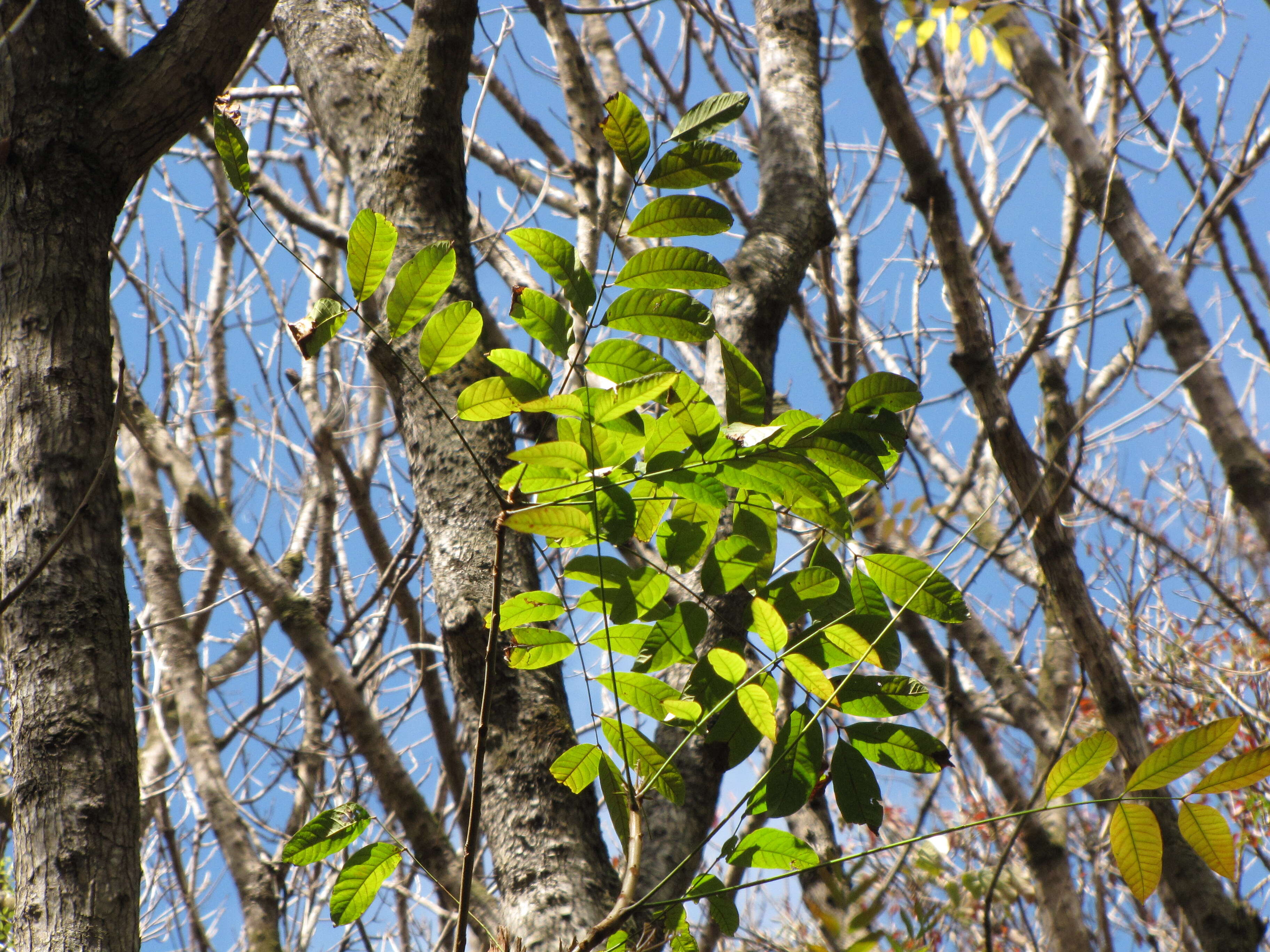 Imagem de Swietenia macrophylla G. King