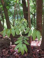 Image of Honduras mahogany