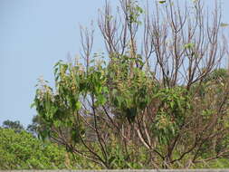 Image of princess tree