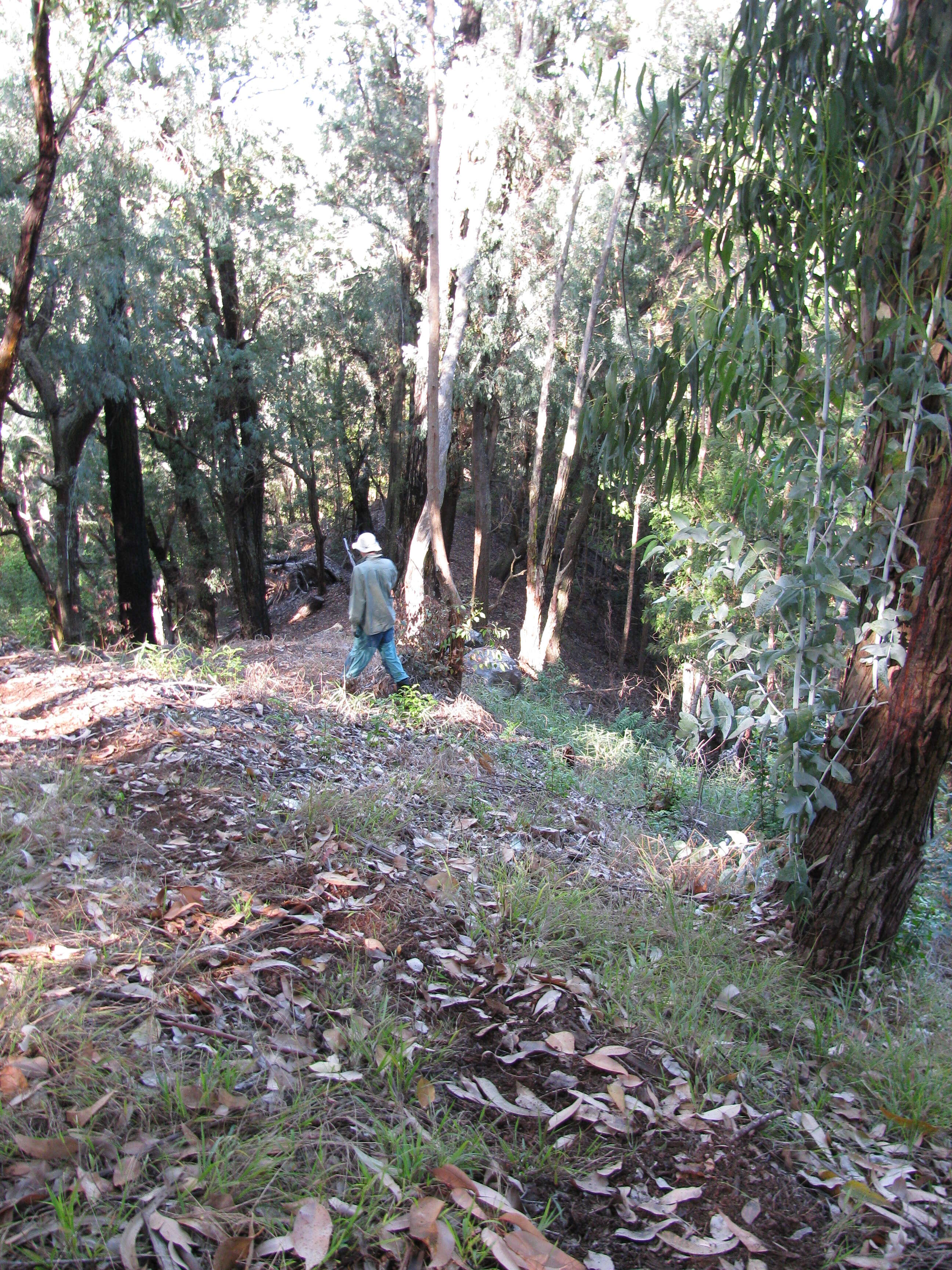 Eucalyptus sideroxylon A. Cunn. ex Woolls resmi