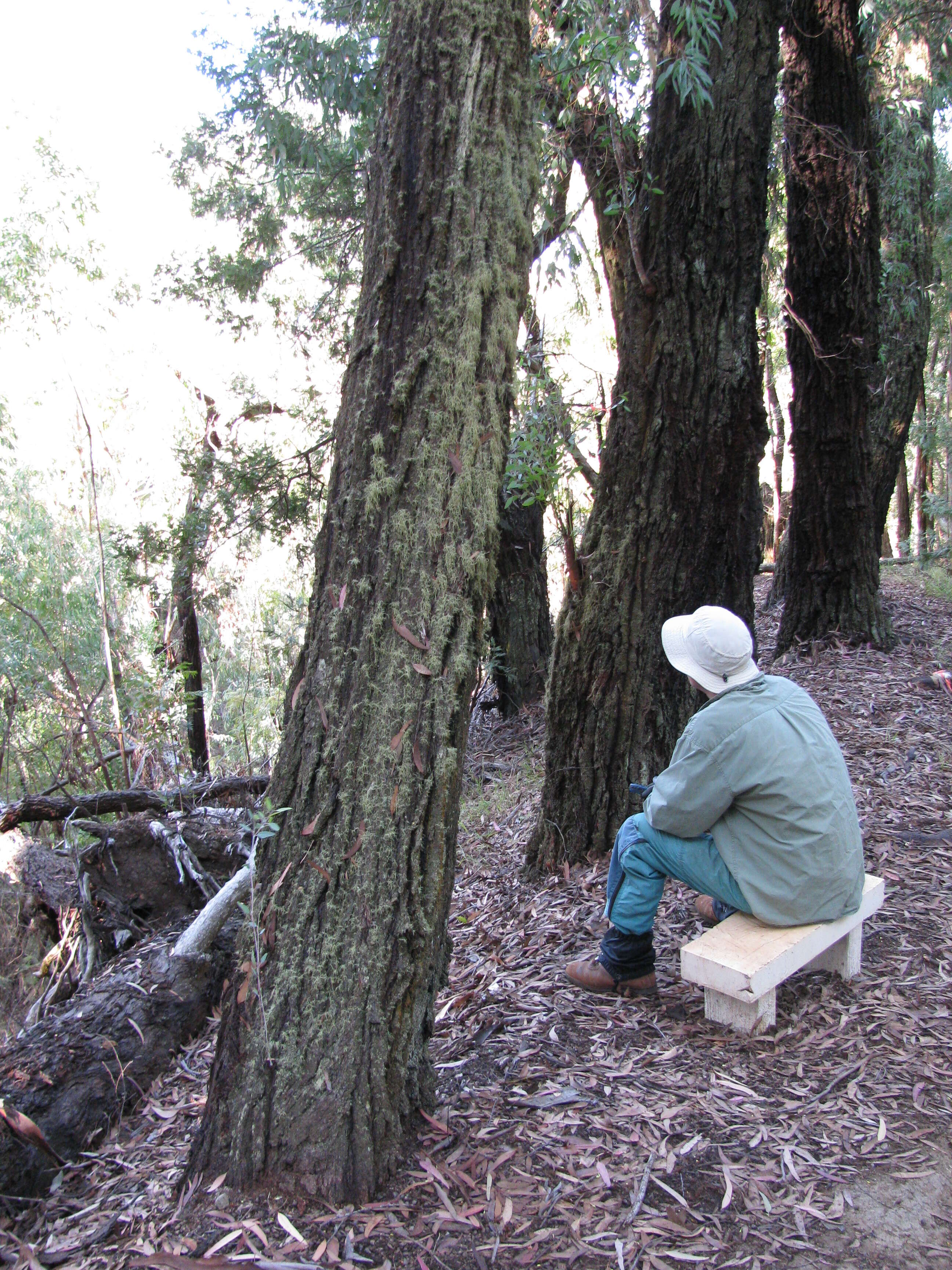 Image of red ironbark