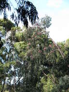 Eucalyptus sideroxylon A. Cunn. ex Woolls resmi