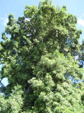 Image of Afrocarpus falcatus