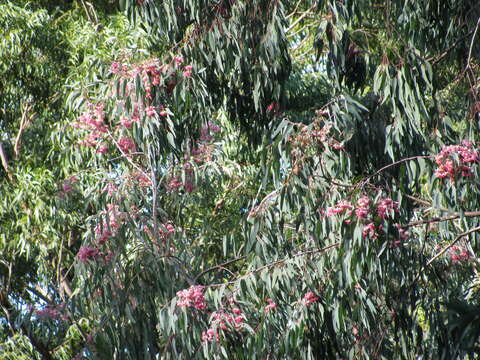 Image of red ironbark