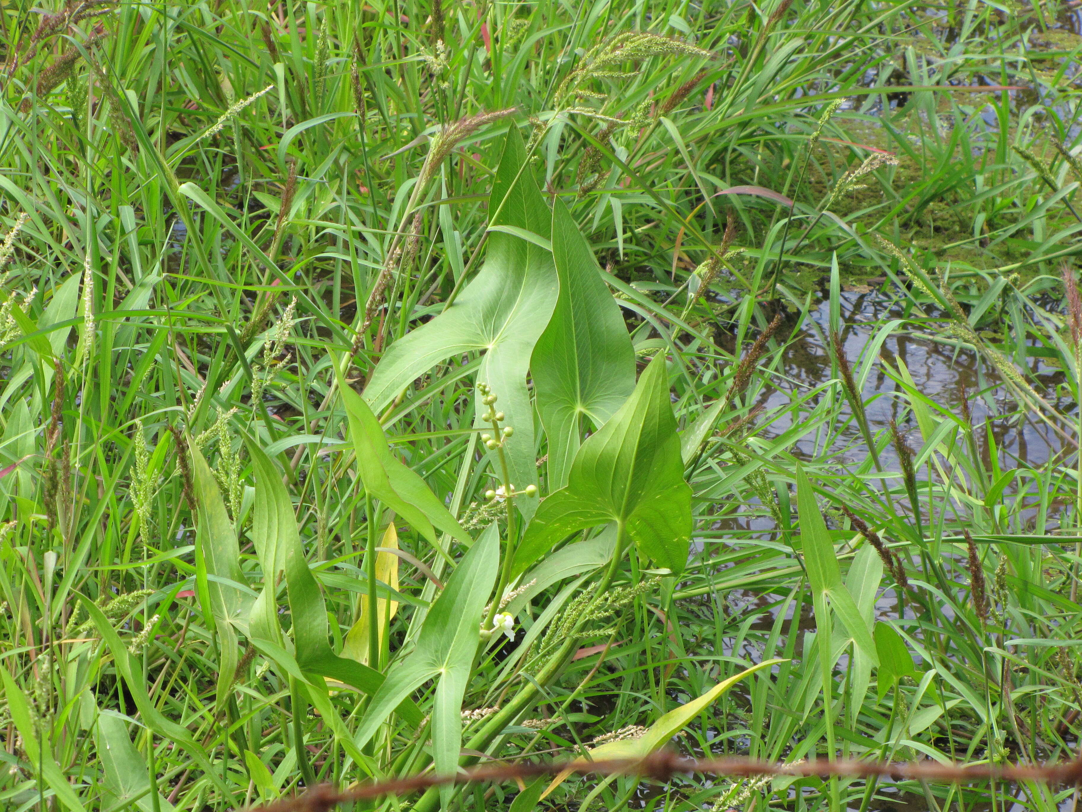 Sagittaria latifolia Willd. resmi