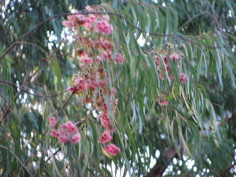 Image of red ironbark