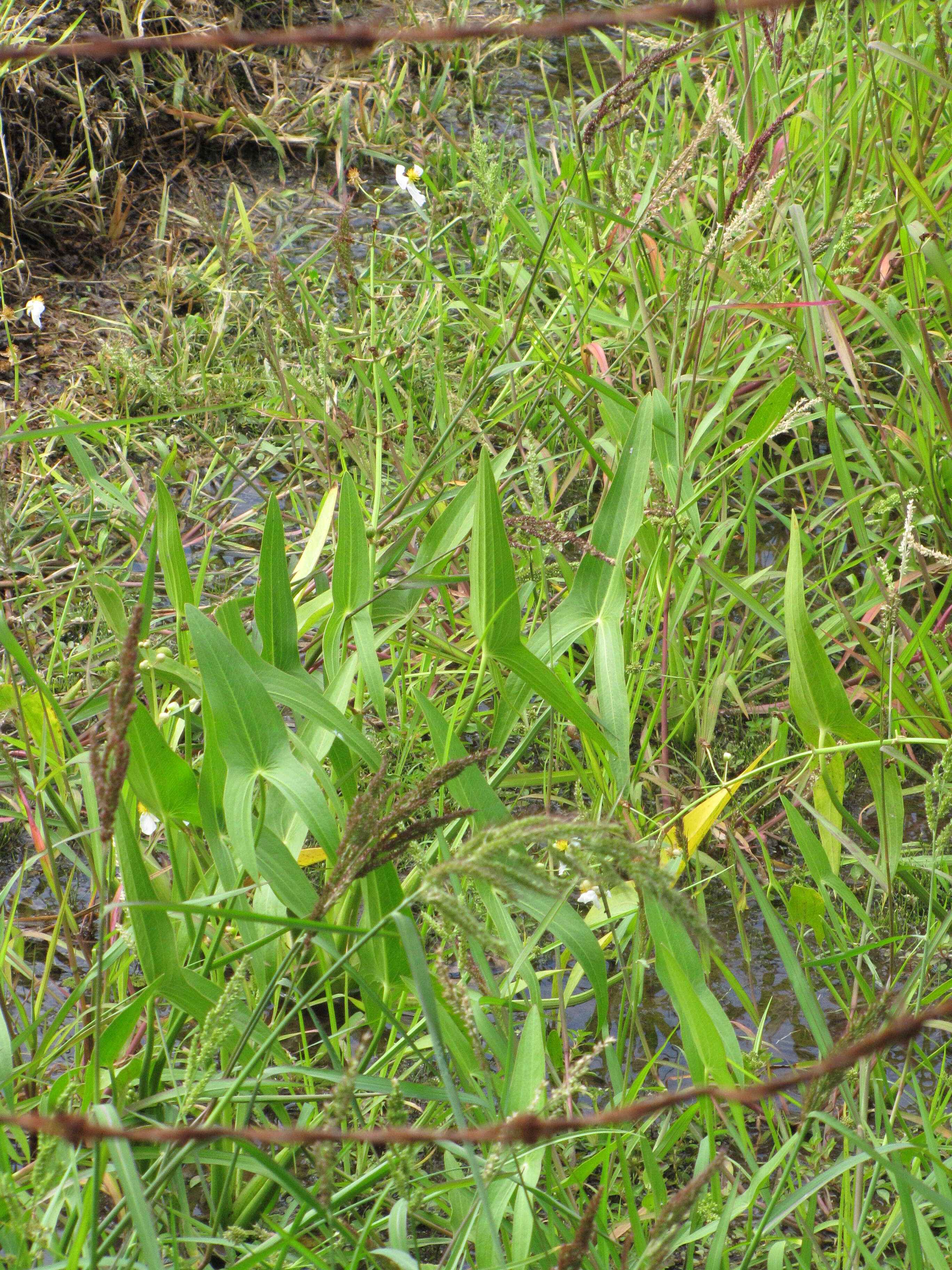 Sagittaria latifolia Willd. resmi