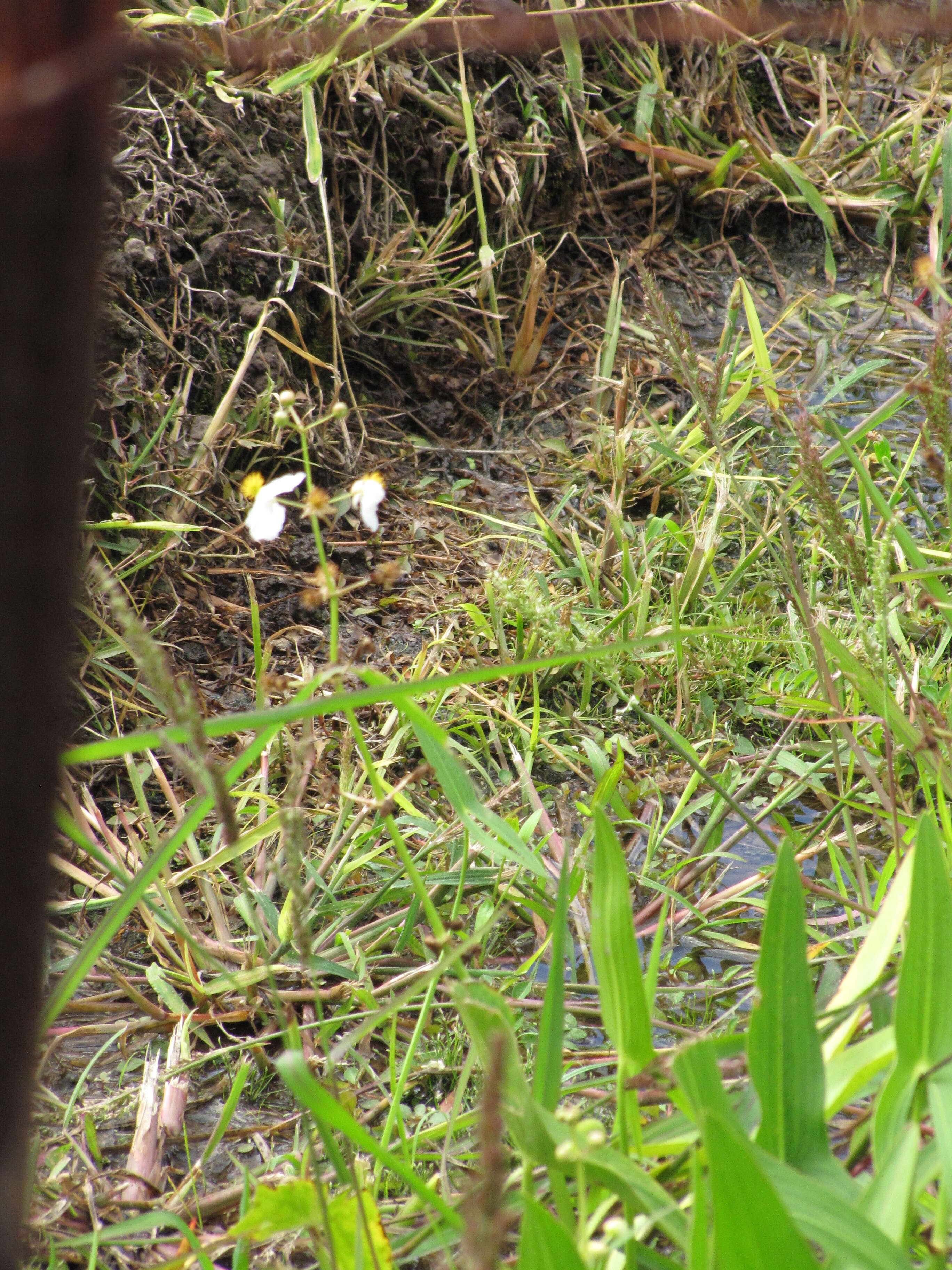 Sagittaria latifolia Willd. resmi