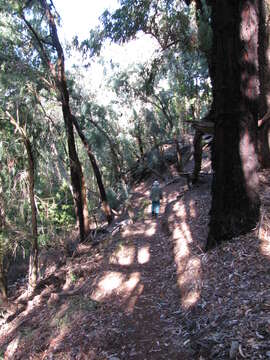 Imagem de Eucalyptus sideroxylon A. Cunn. ex Woolls