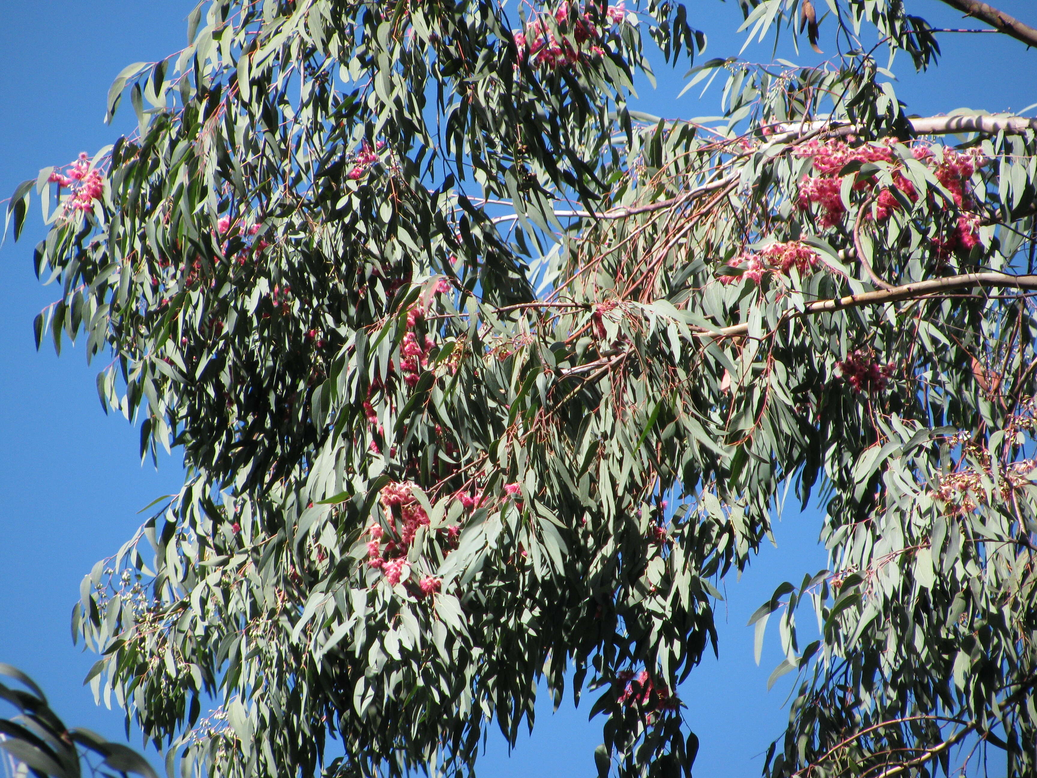 Eucalyptus sideroxylon A. Cunn. ex Woolls resmi