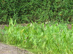 Sagittaria latifolia Willd. resmi