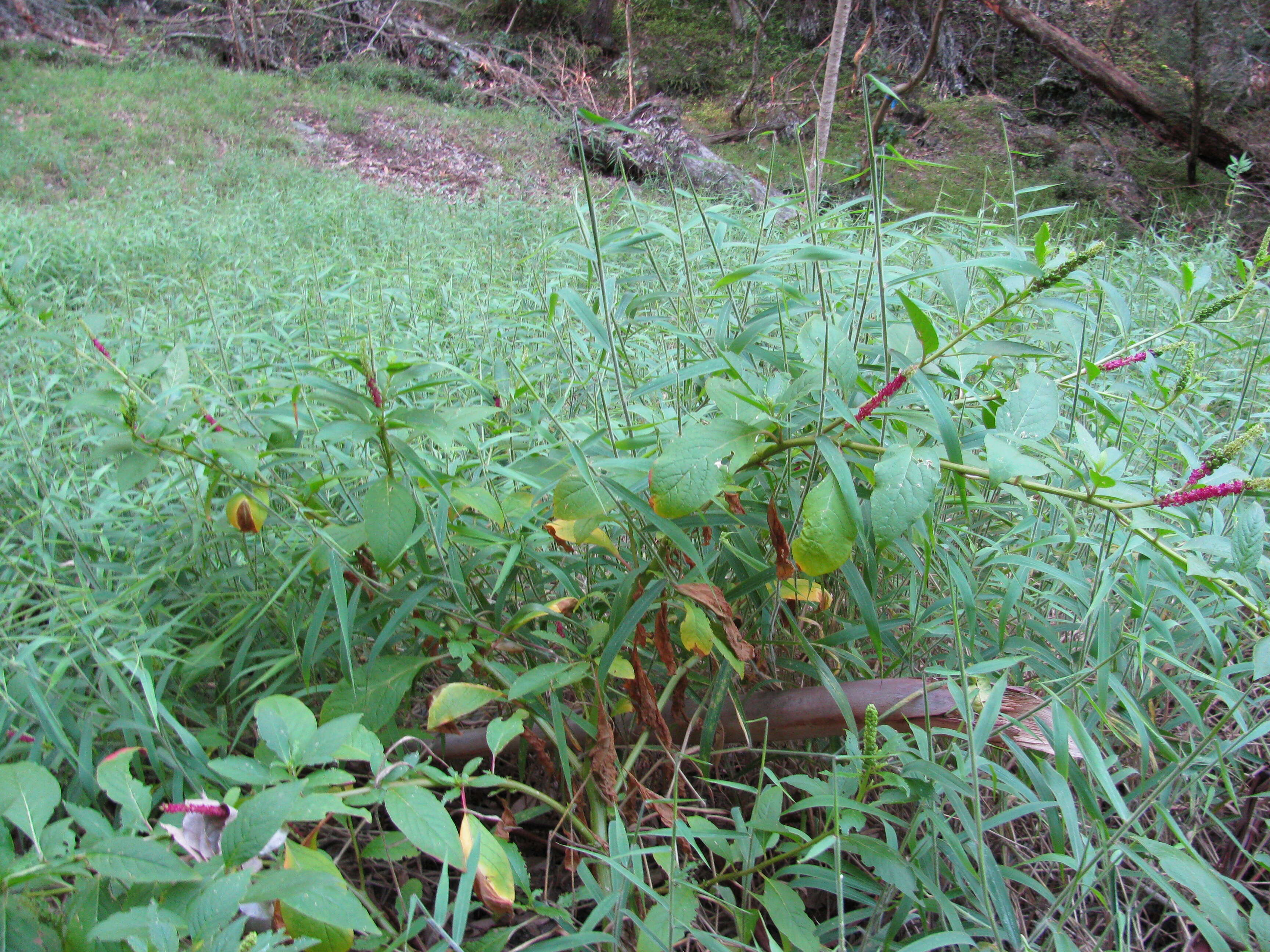 Image of tropical pokeweed