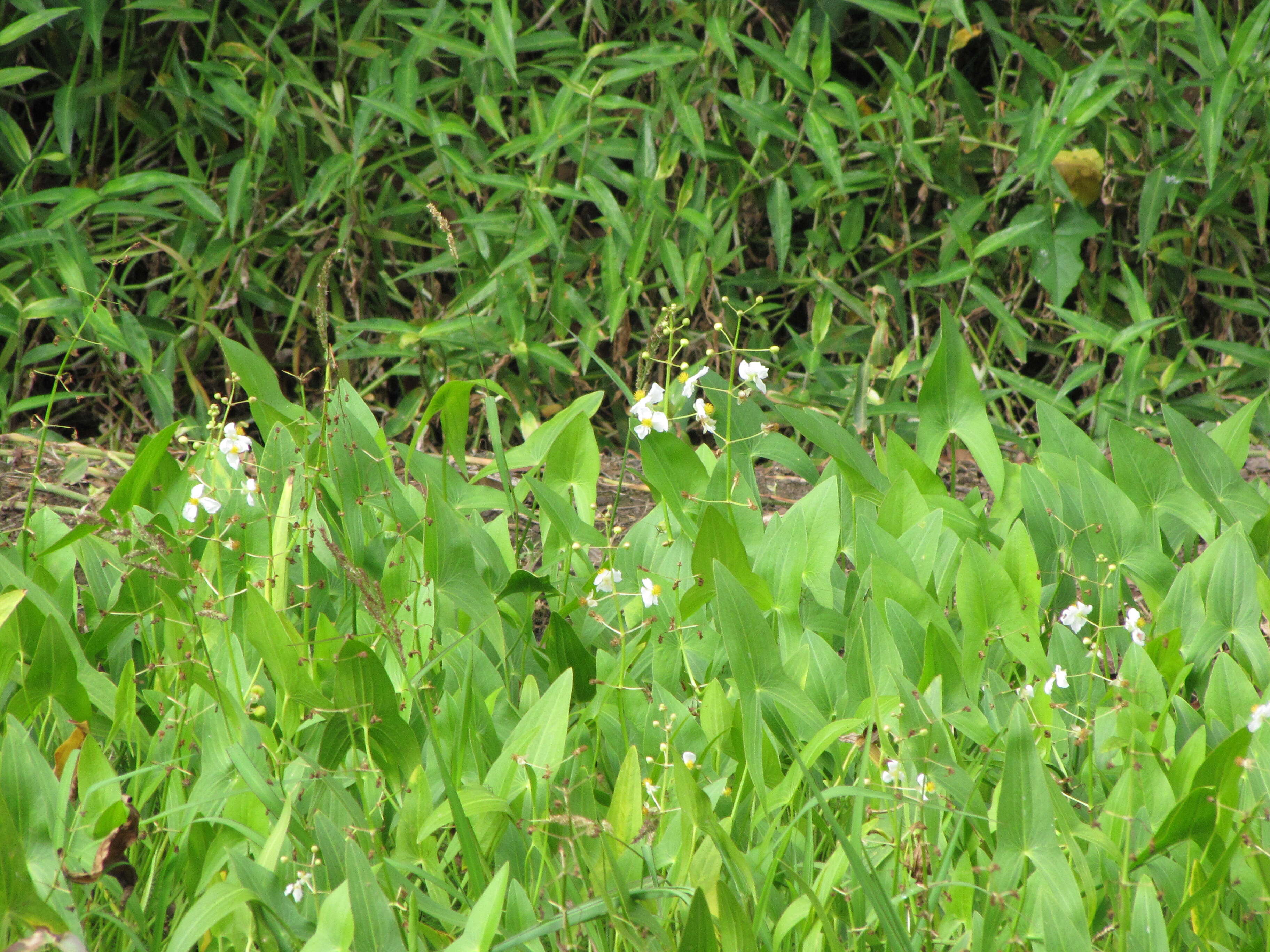 Sagittaria latifolia Willd. resmi