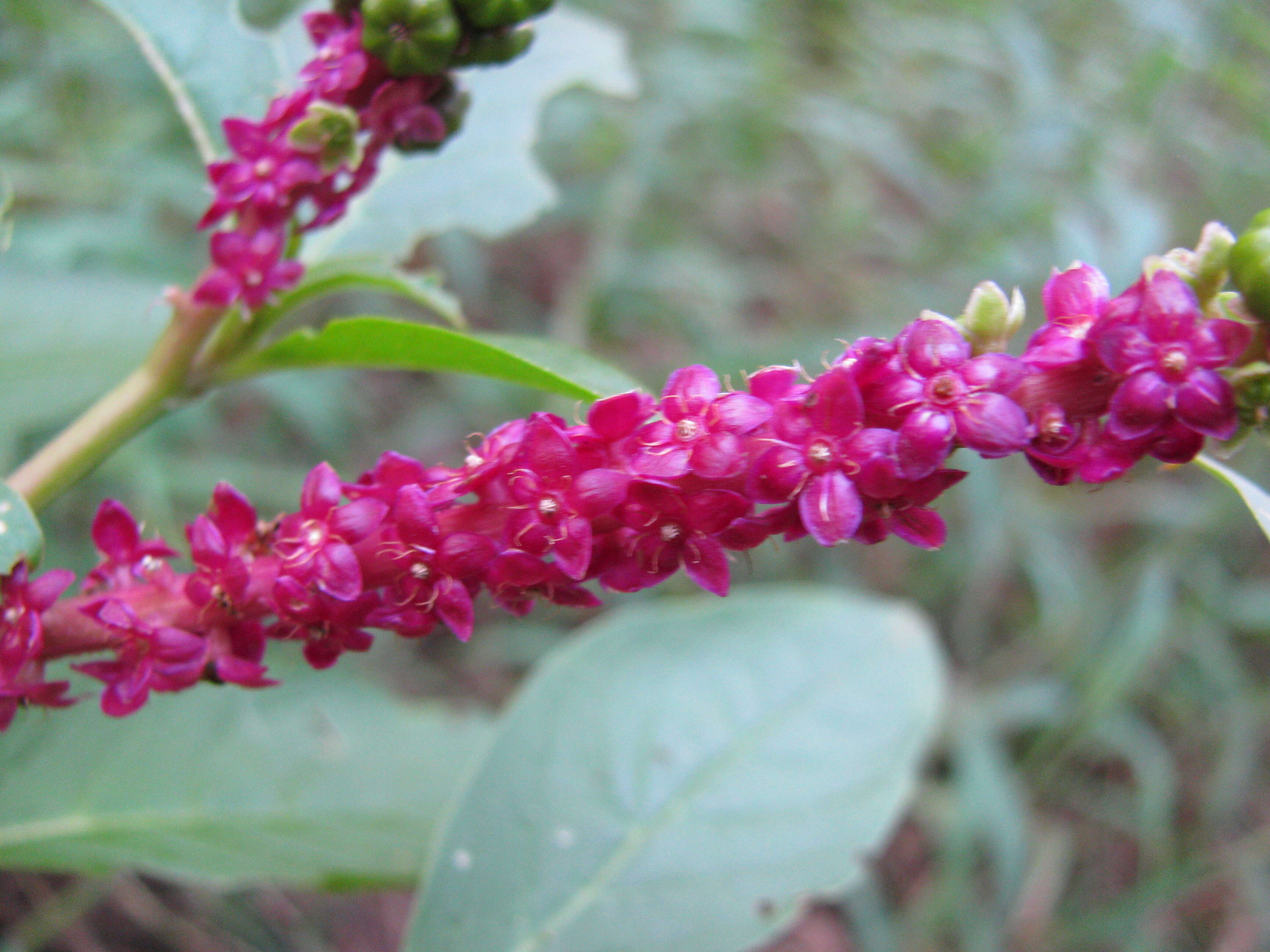 Image of tropical pokeweed