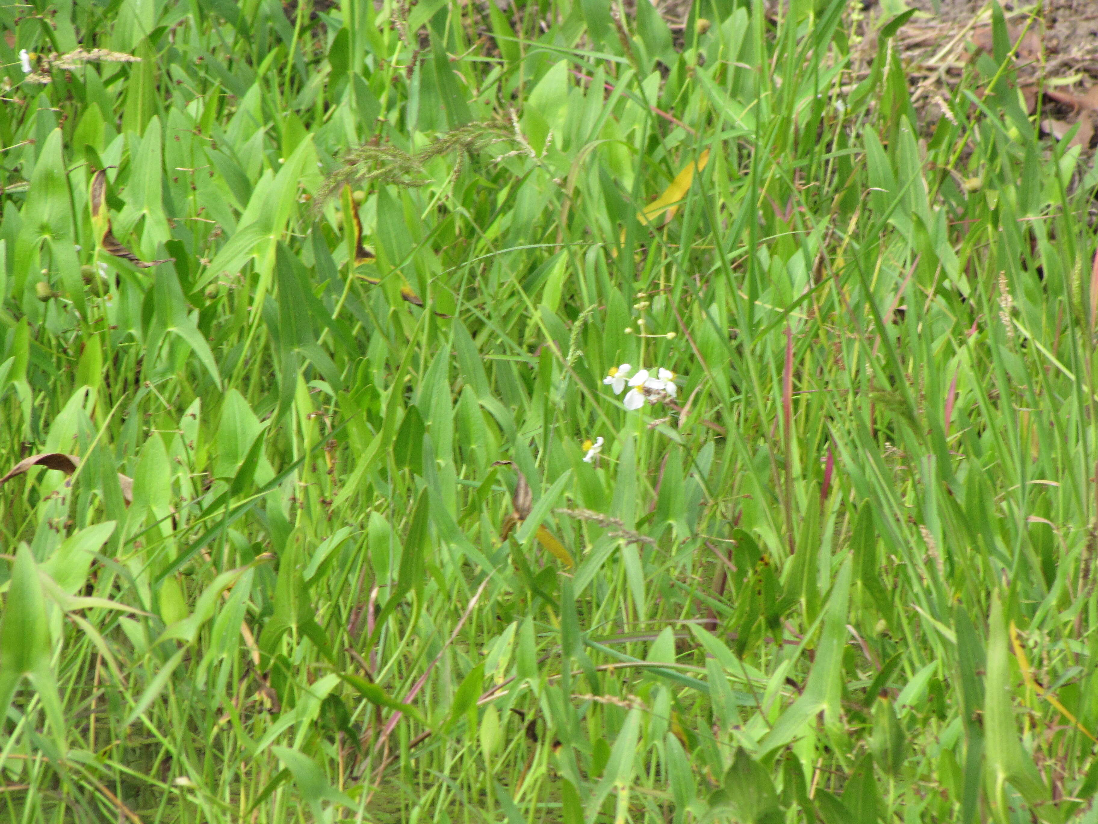 Sagittaria latifolia Willd. resmi