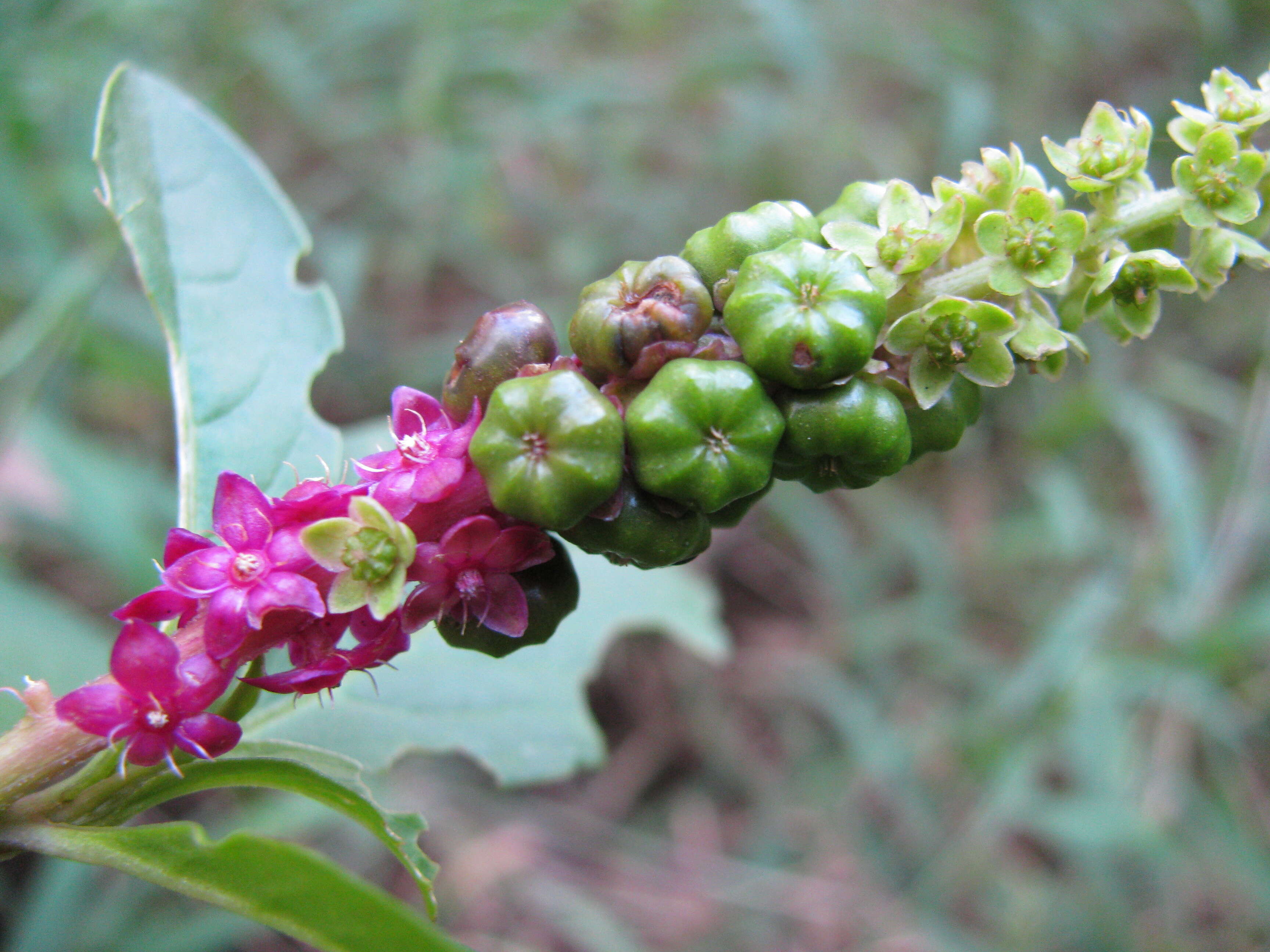 Image of tropical pokeweed