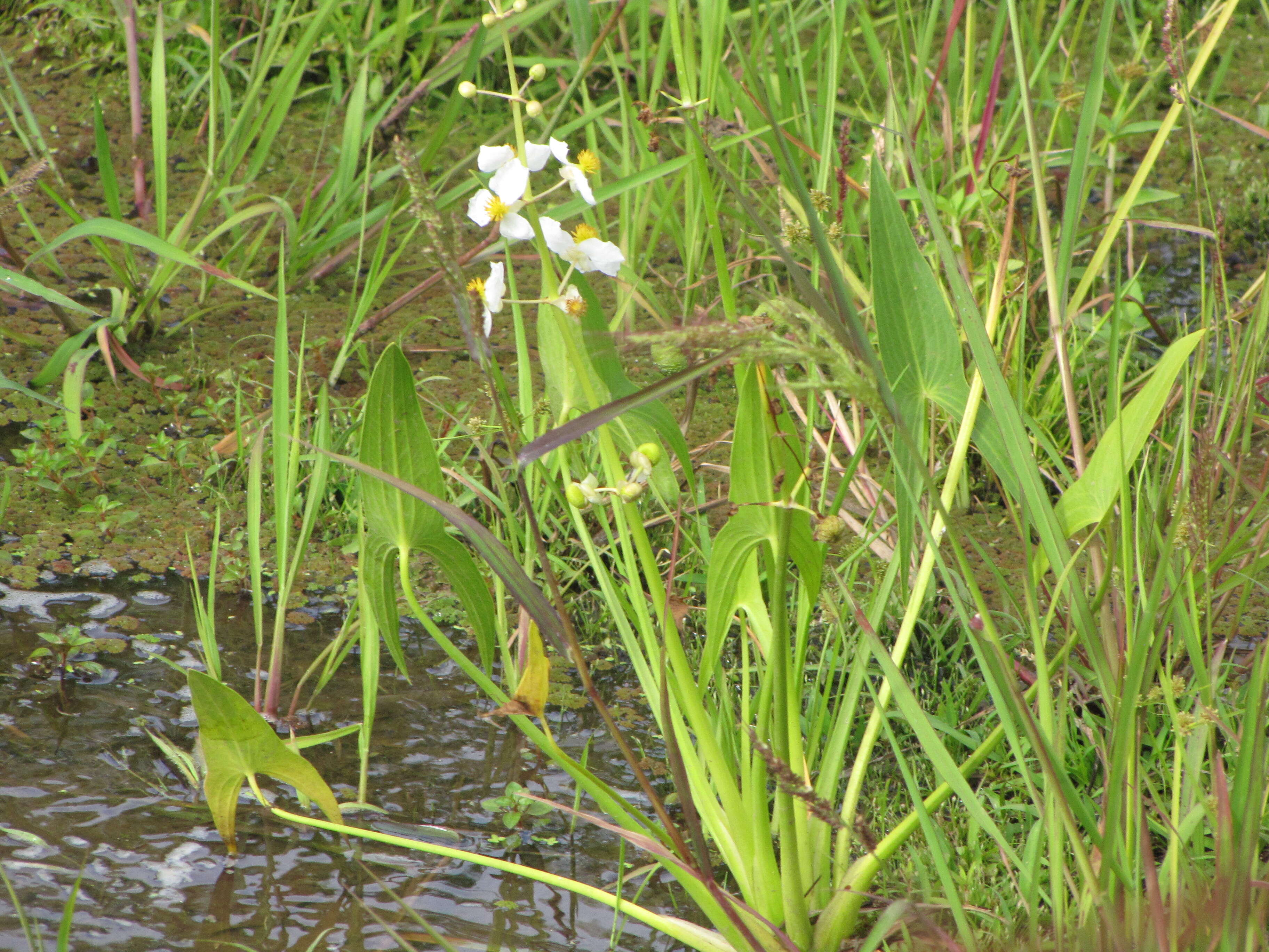 Sagittaria latifolia Willd. resmi