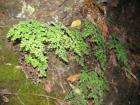 Image of delta maidenhair